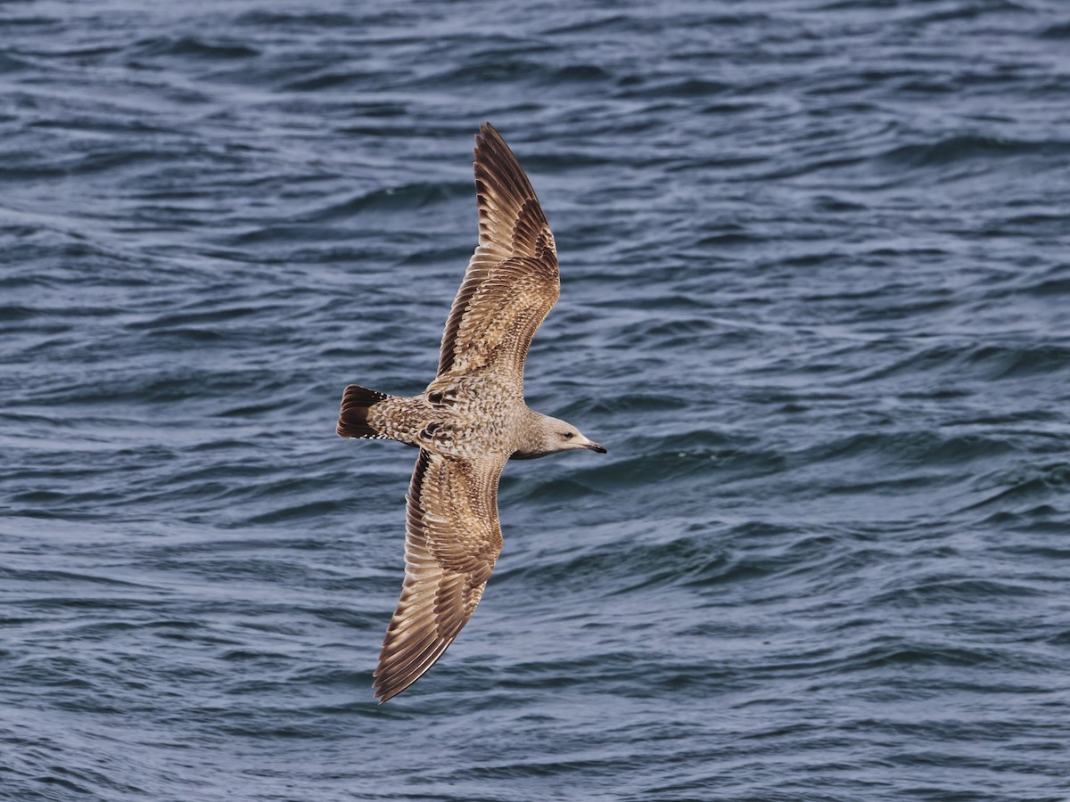 American Herring Gull - ML632289031
