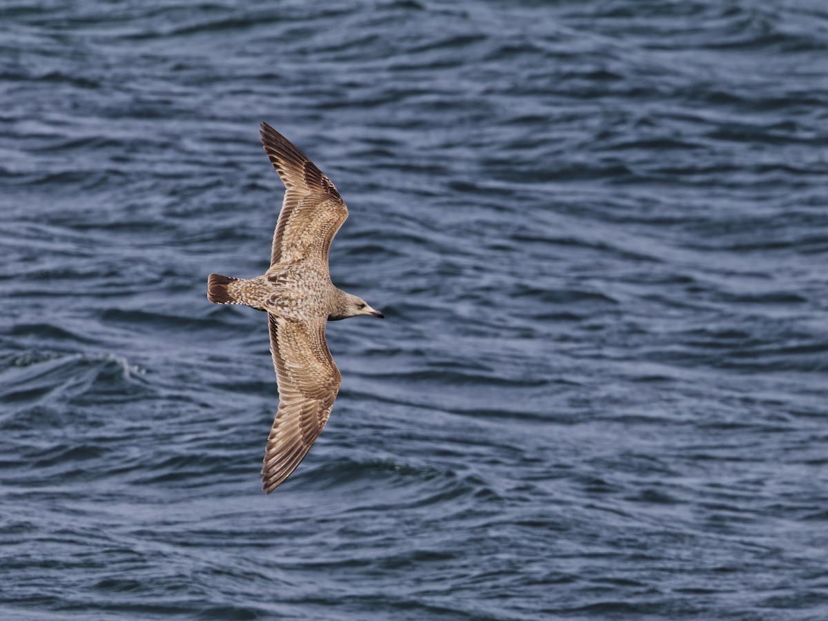 American Herring Gull - ML632289032