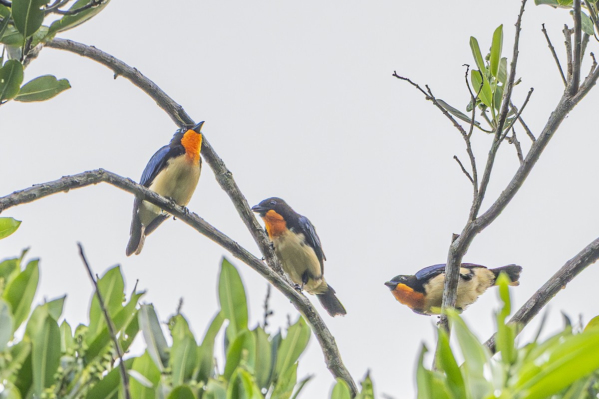 Orange-throated Tanager - ML632289045