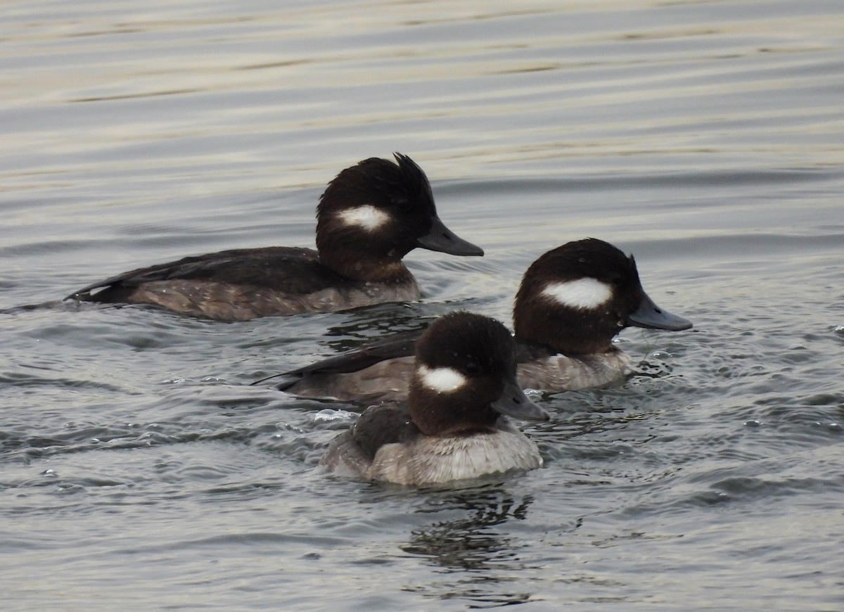 Bufflehead - ML632289054