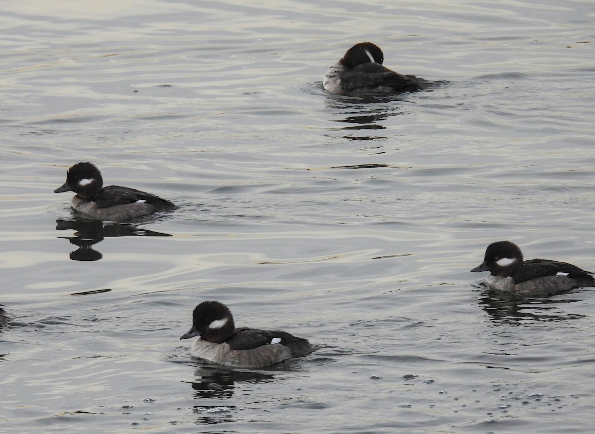Bufflehead - ML632289066