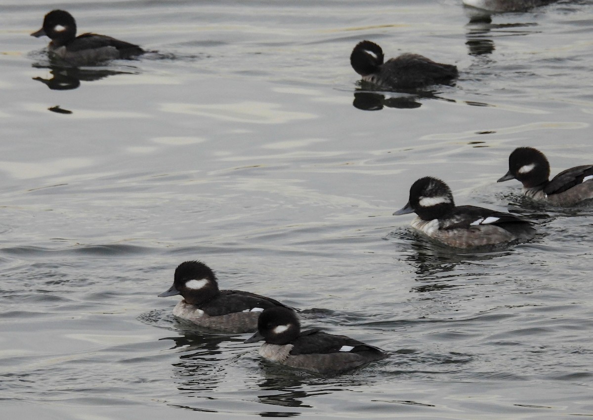 Bufflehead - ML632289067