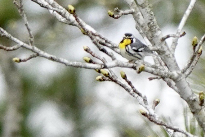 Yellow-throated Warbler - ML632289070