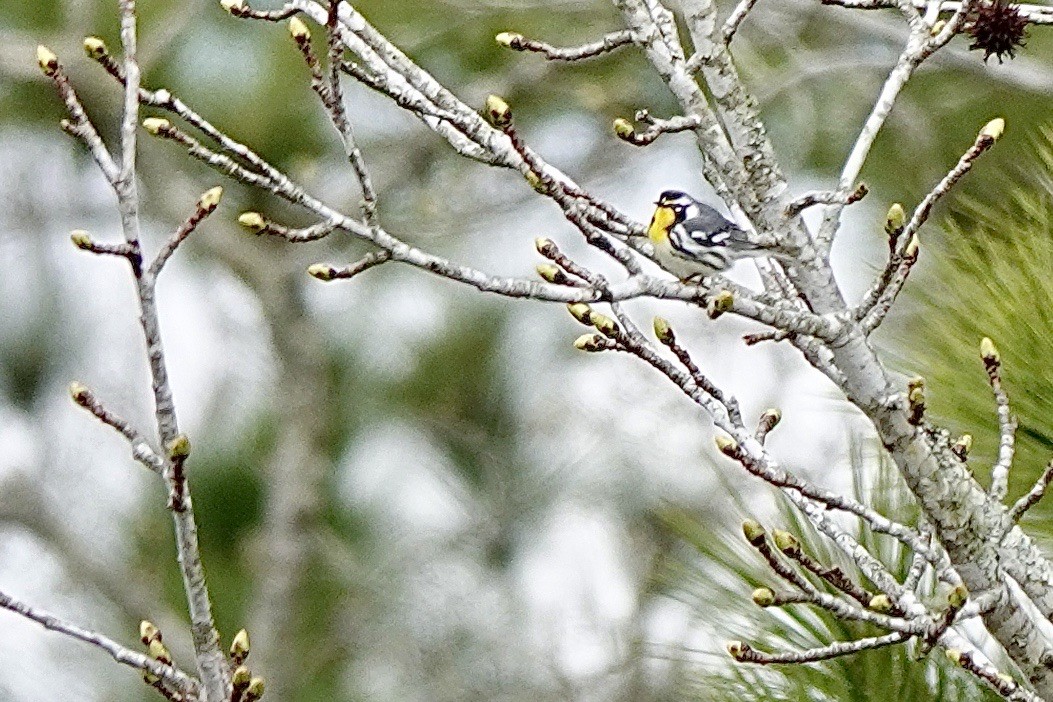 Yellow-throated Warbler - ML632289071