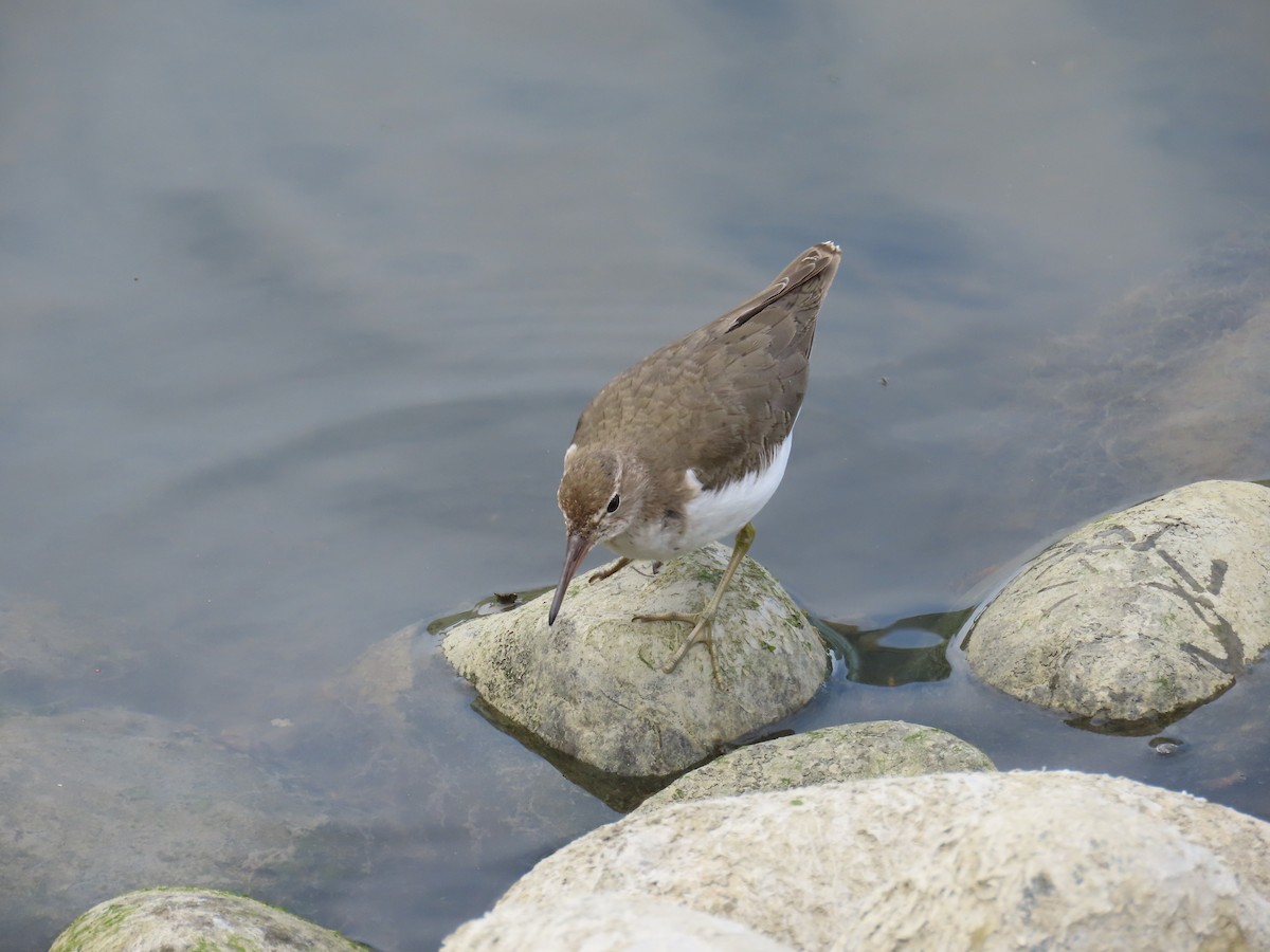 ביצנית נקודה - ML632289084