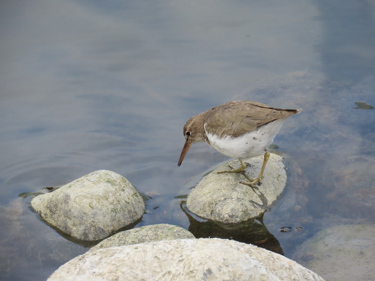 ביצנית נקודה - ML632289085