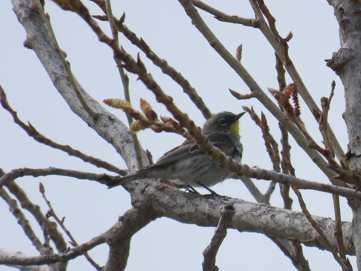Yellow-rumped Warbler (Audubon's) - ML632289091