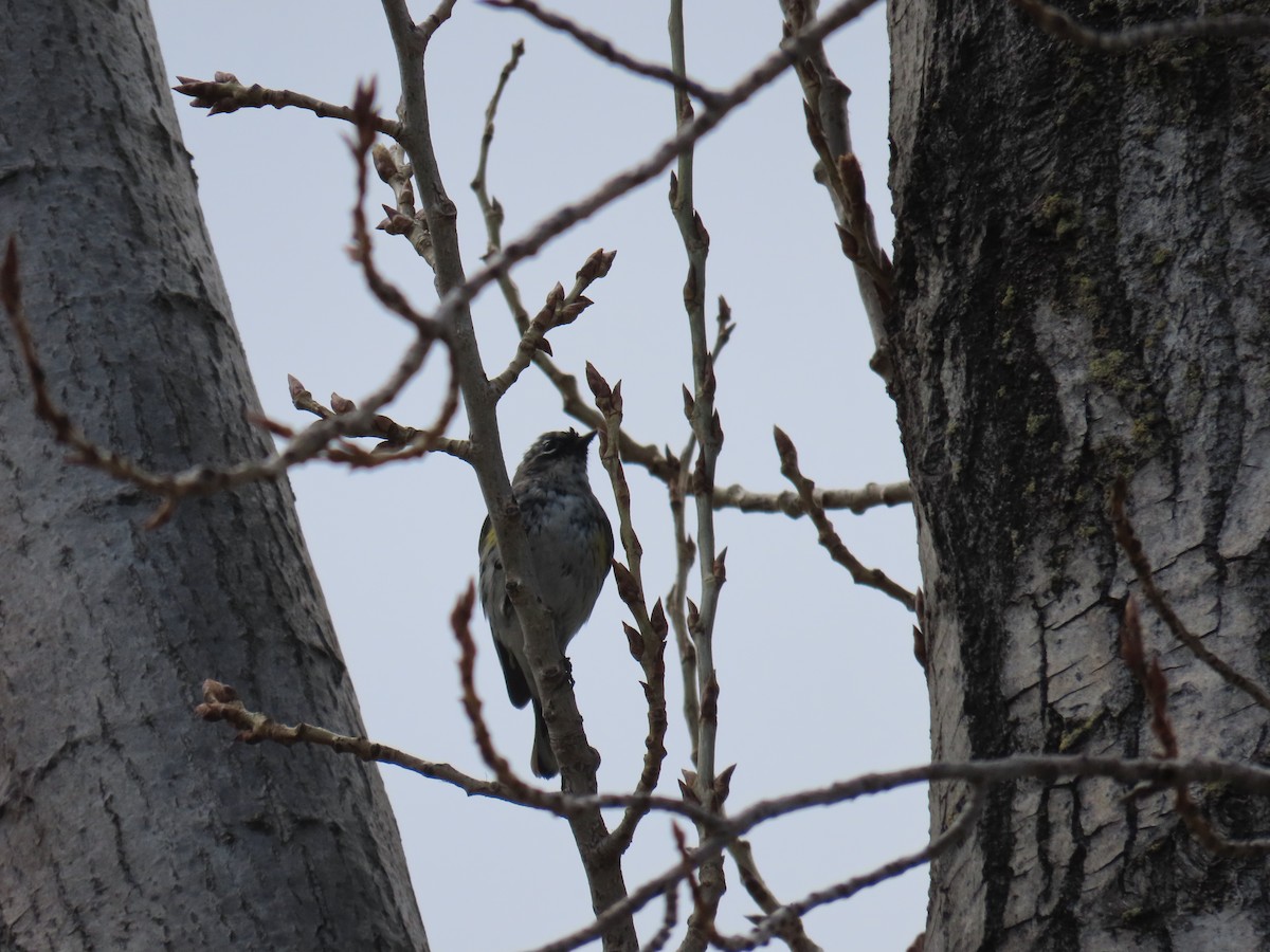 Yellow-rumped Warbler - ML632289101