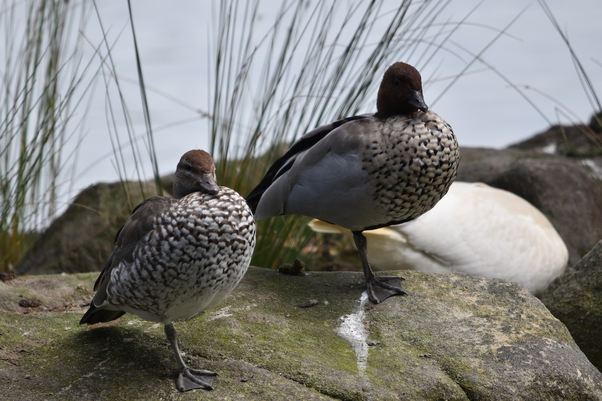 Maned Duck - ML632289178