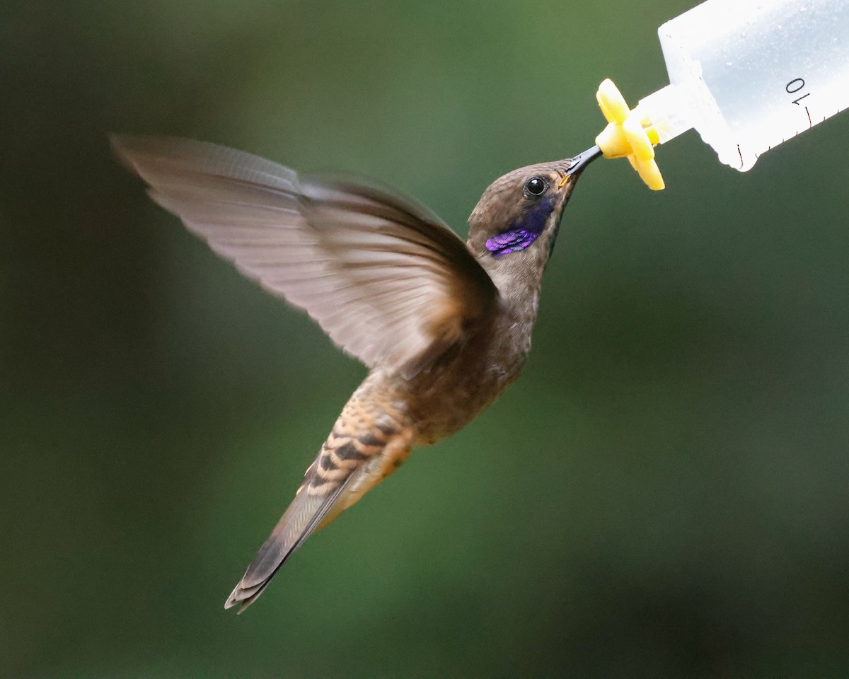 Brown Violetear - ML632289434