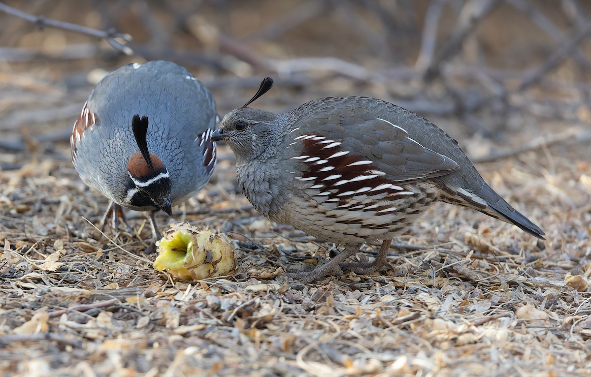 Gambel's Quail - ML632289505