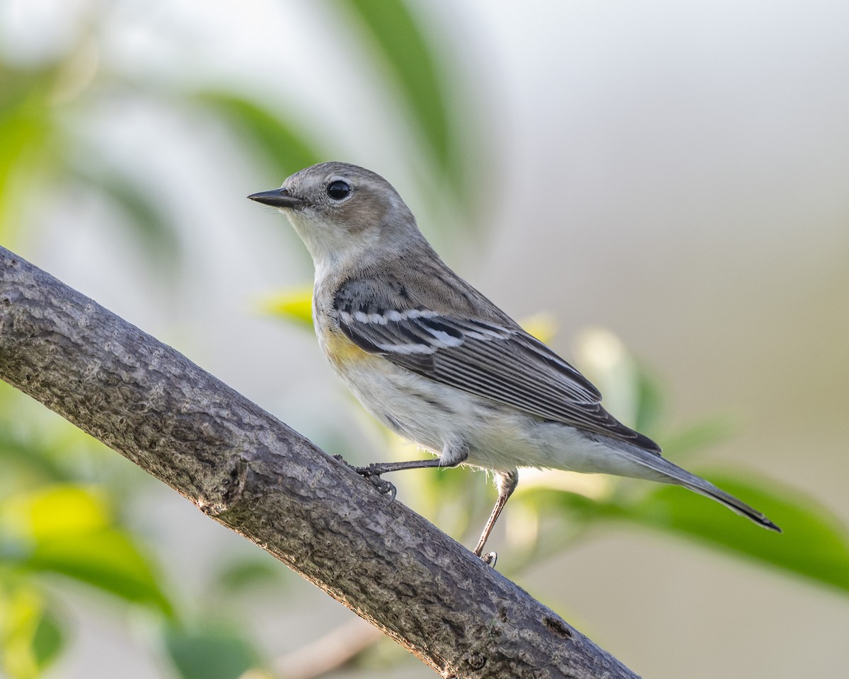 Yellow-rumped Warbler - ML632289613