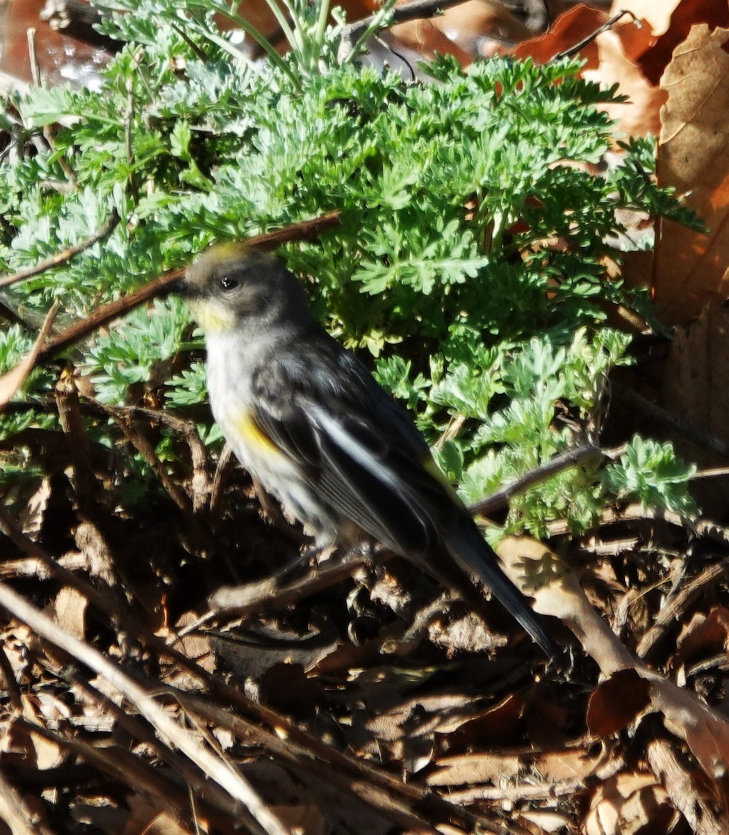 Yellow-rumped Warbler - ML632289671