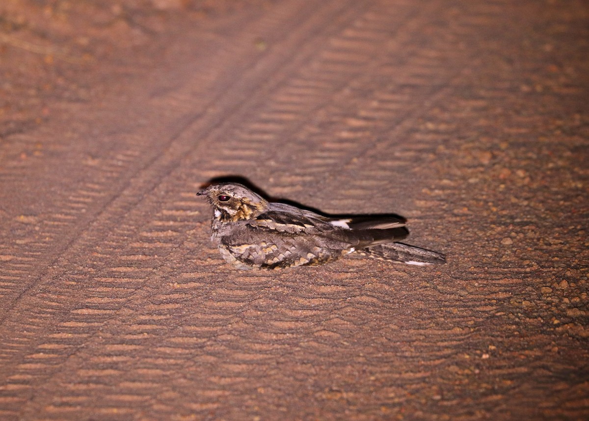 Rufous-cheeked Nightjar - ML632289749