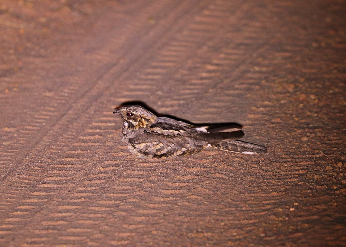 Rufous-cheeked Nightjar - ML632289750