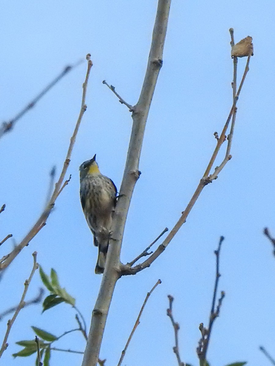 Yellow-rumped Warbler (Audubon's) - ML632289753