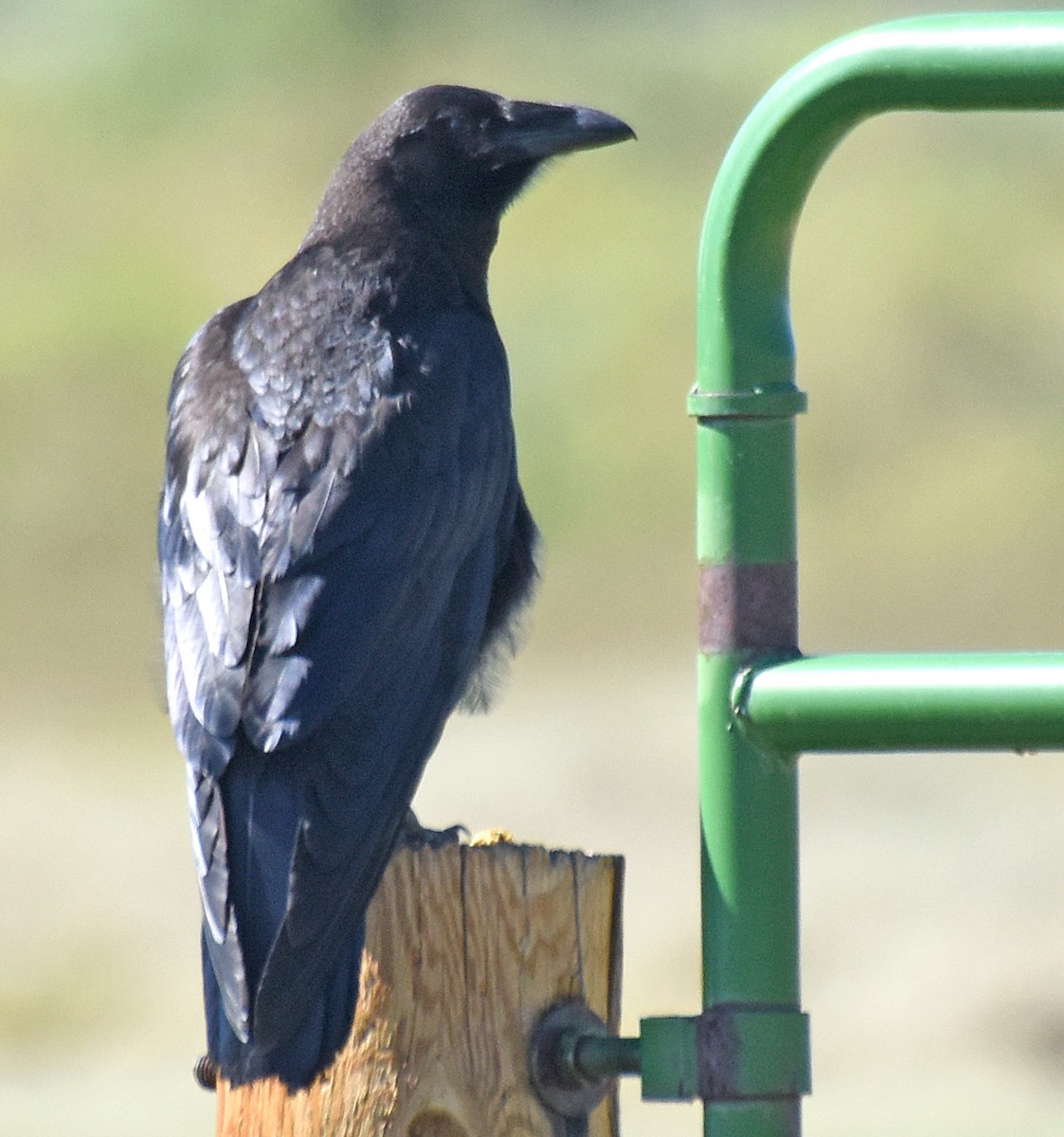 Common Raven - ML63229001