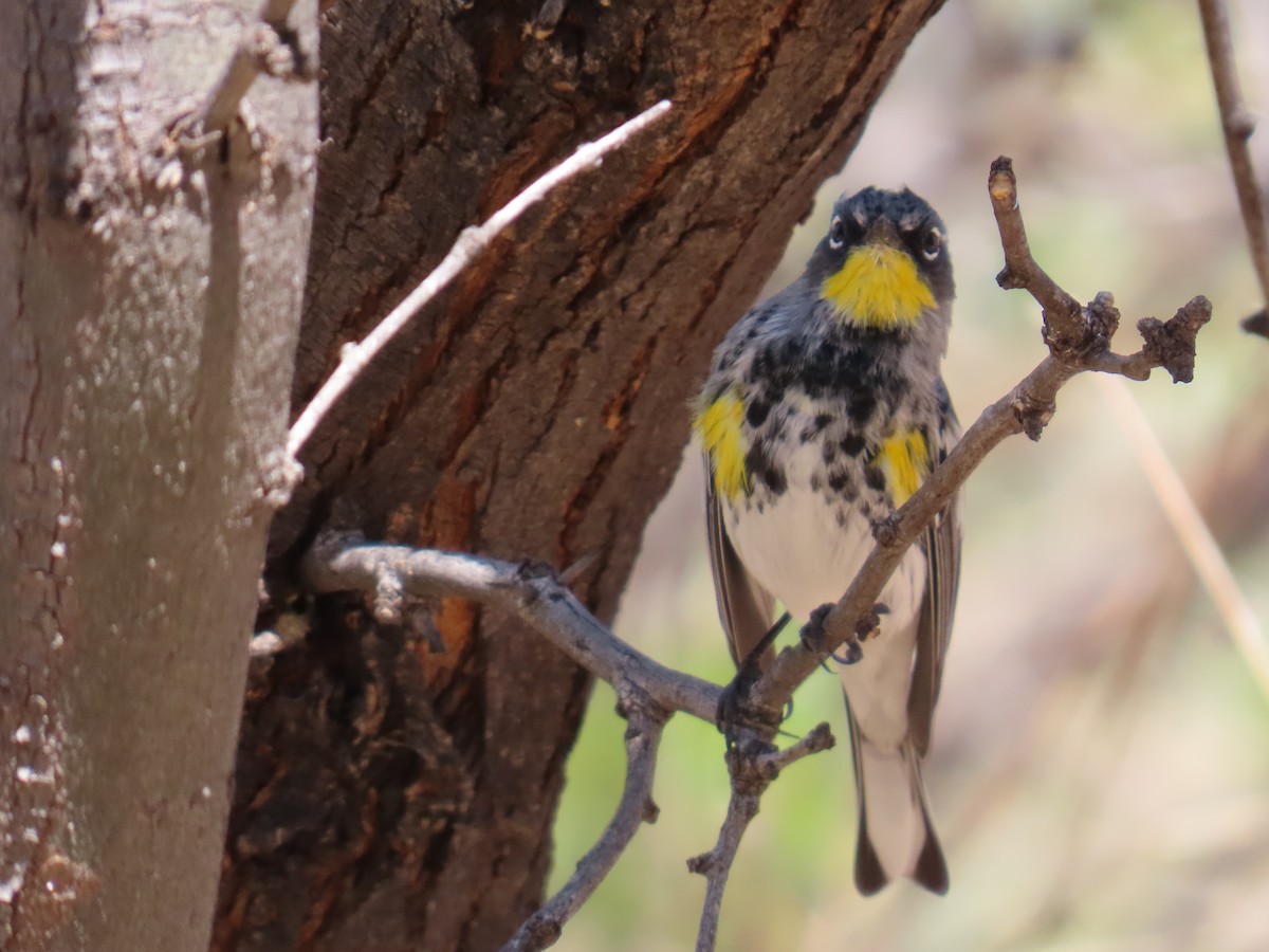 Yellow-rumped Warbler - ML632290261