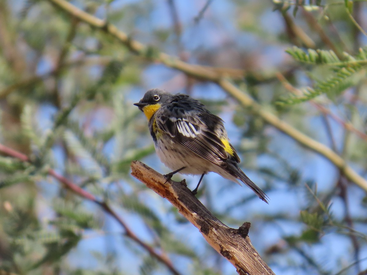 Yellow-rumped Warbler - ML632290262