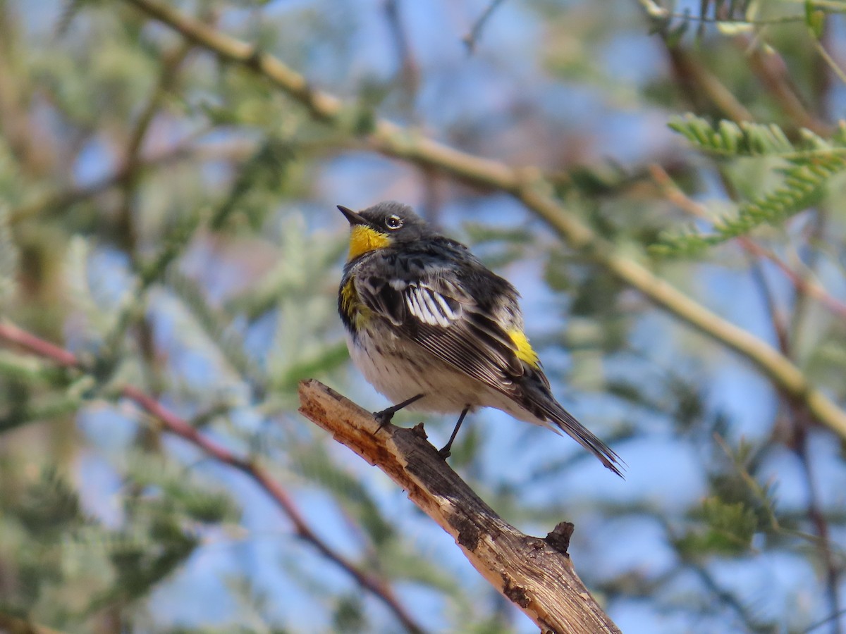 Yellow-rumped Warbler - ML632290263