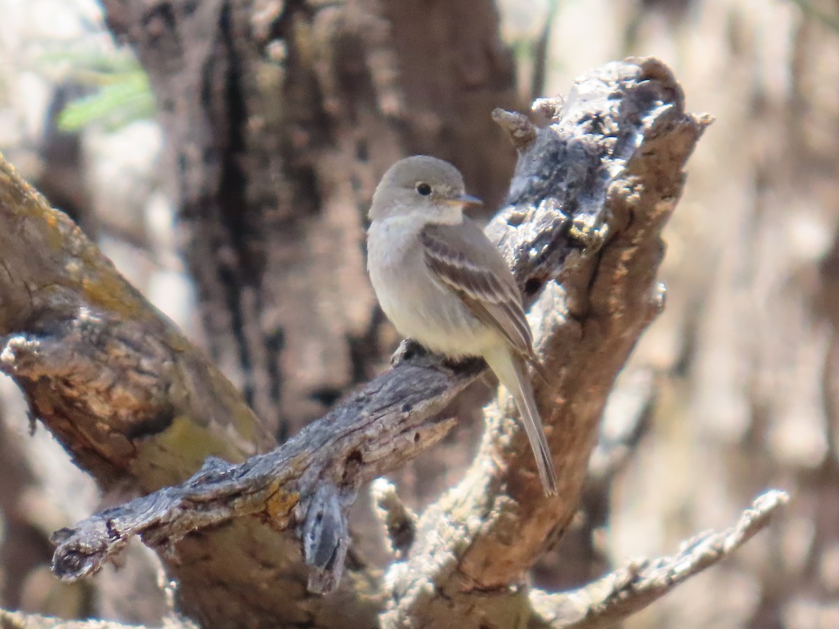 Gray/Dusky Flycatcher - ML632290327