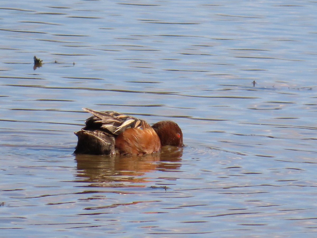 Cinnamon Teal - ML632290332