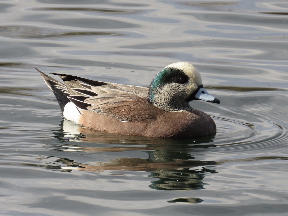 American Wigeon - ML632290339