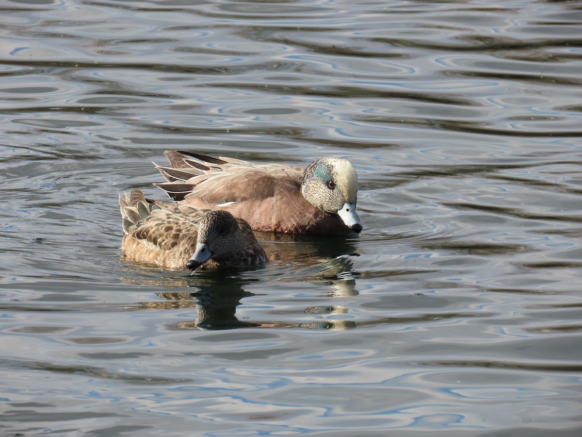 American Wigeon - ML632290340