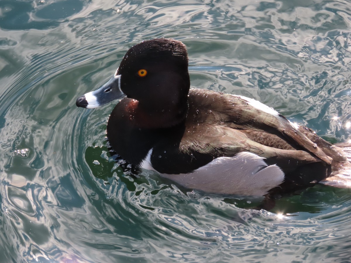 Ring-necked Duck - ML632290352