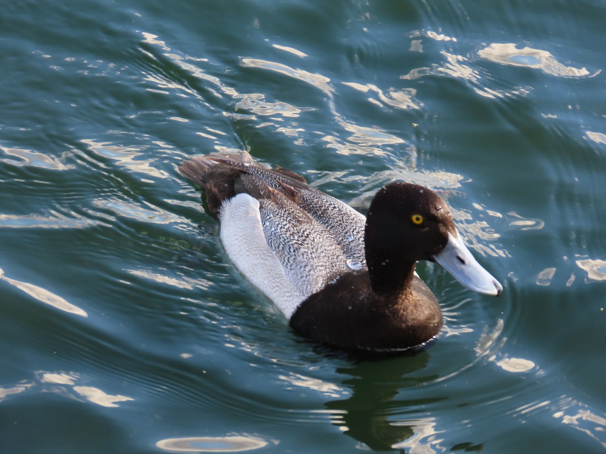 Lesser Scaup - ML632290357