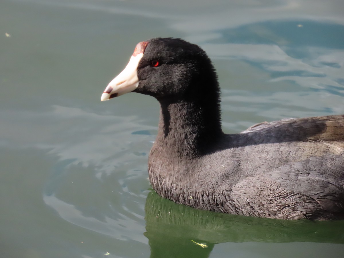 American Coot - ML632290362