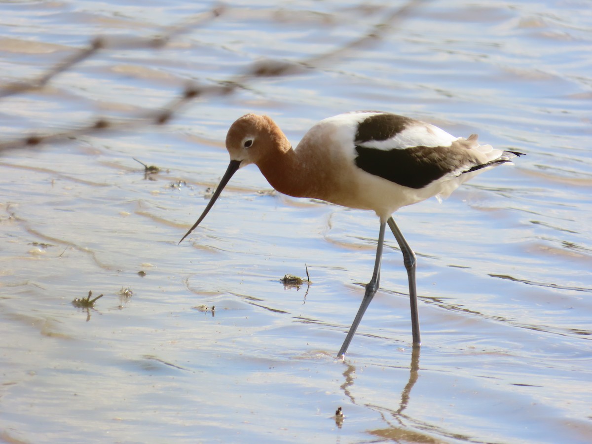 American Avocet - ML632290364