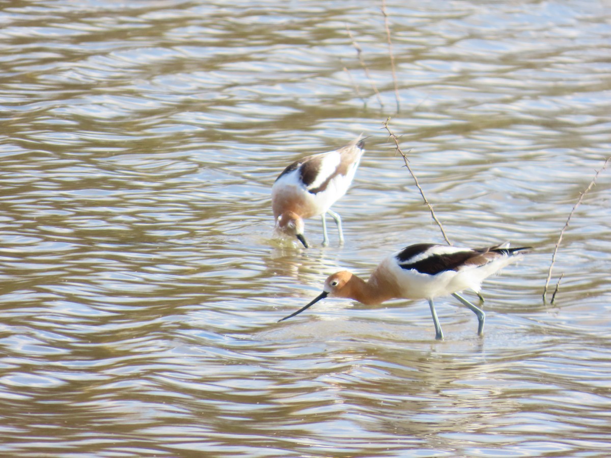 American Avocet - ML632290365