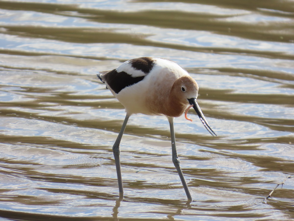American Avocet - ML632290366
