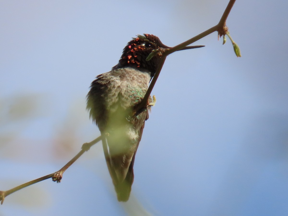 Anna's Hummingbird - ML632290368