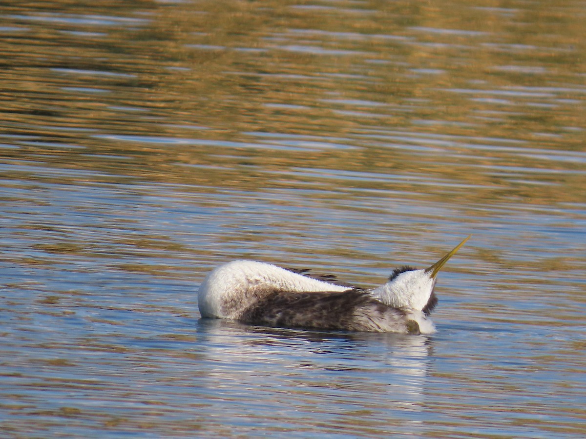 Western Grebe - ML632290369