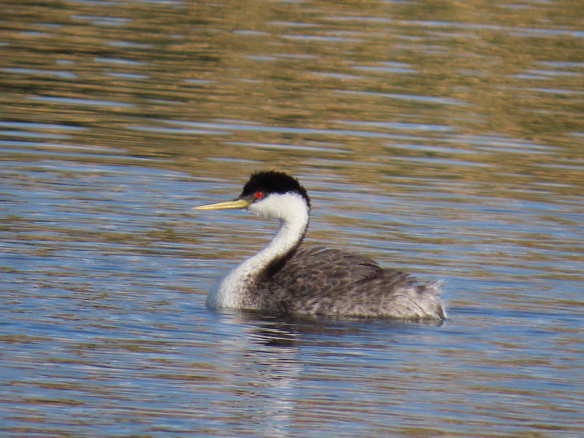 Western Grebe - ML632290370