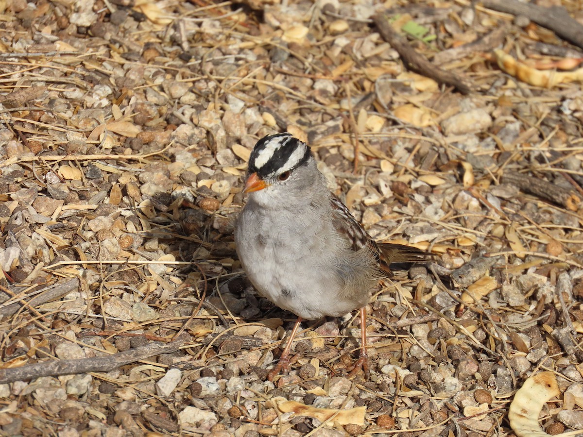 White-crowned Sparrow - ML632290379