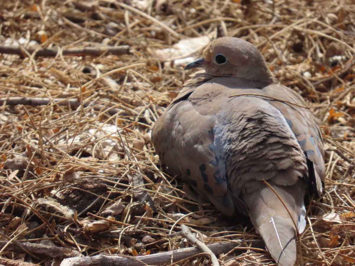 Mourning Dove - ML632290387