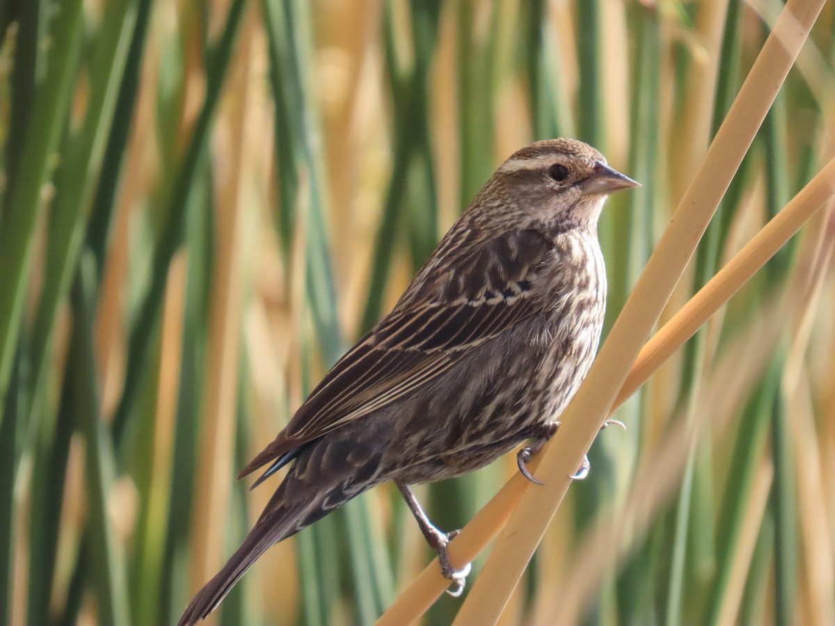 Red-winged Blackbird - ML632290399