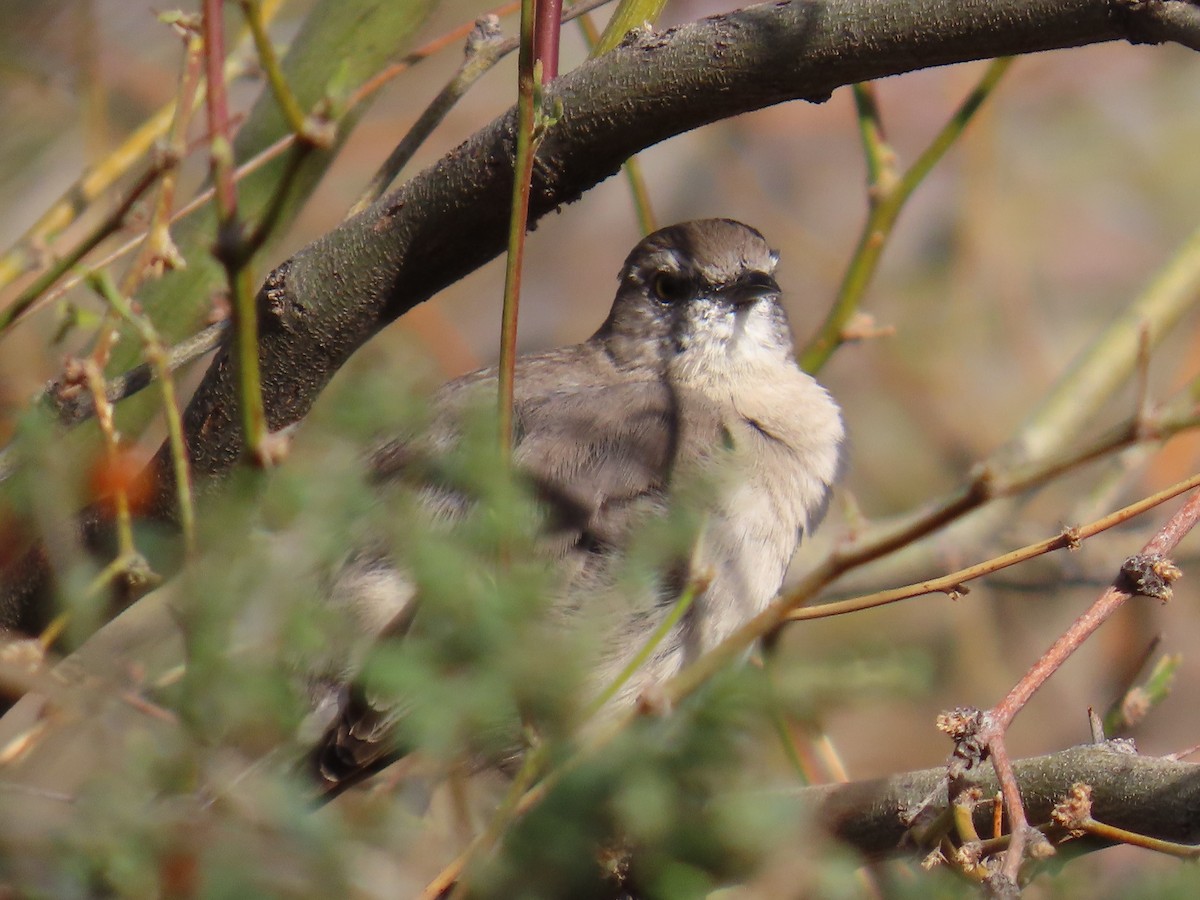Northern Mockingbird - ML632290406