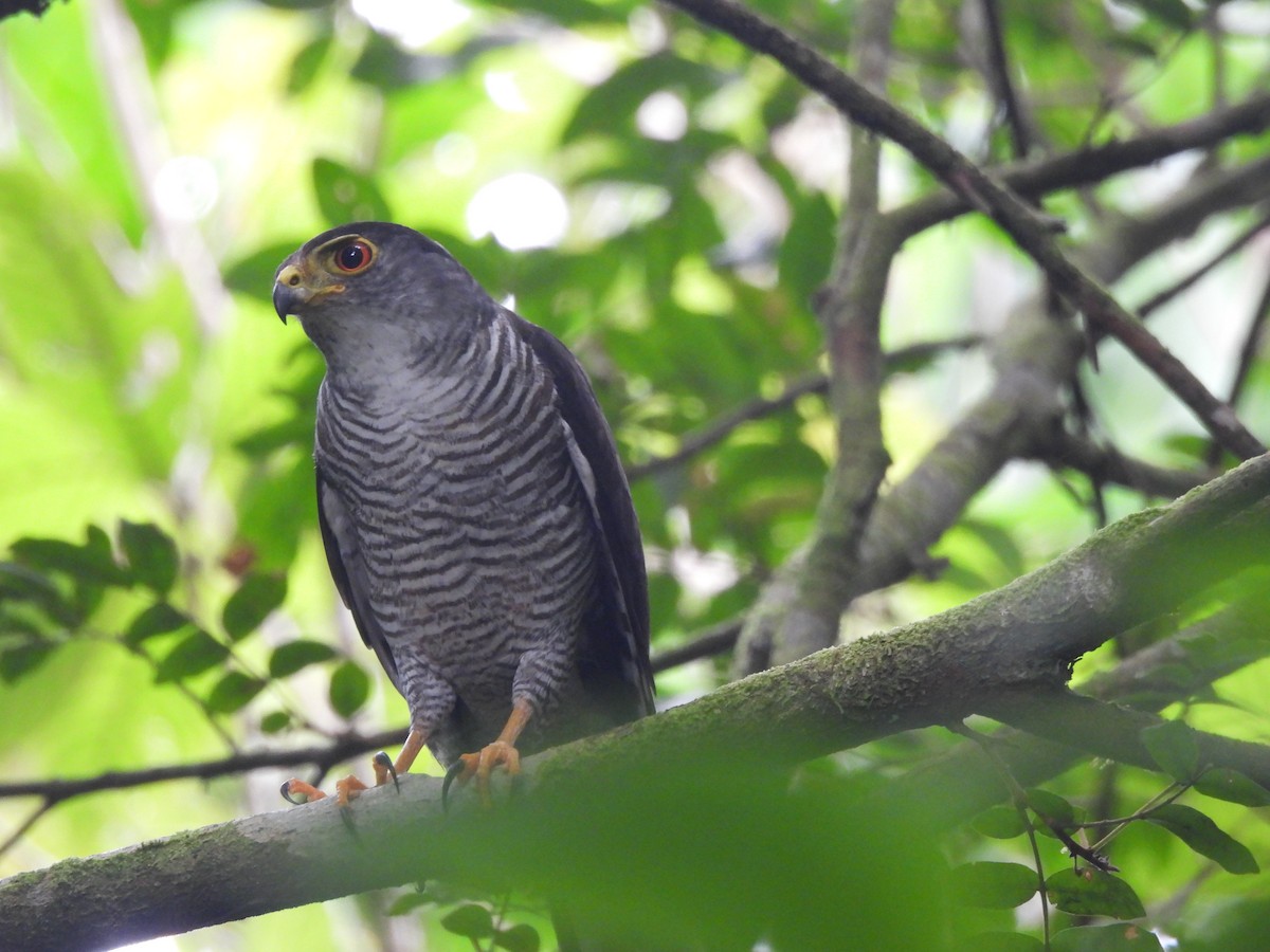 Tiny Hawk - ML632290440