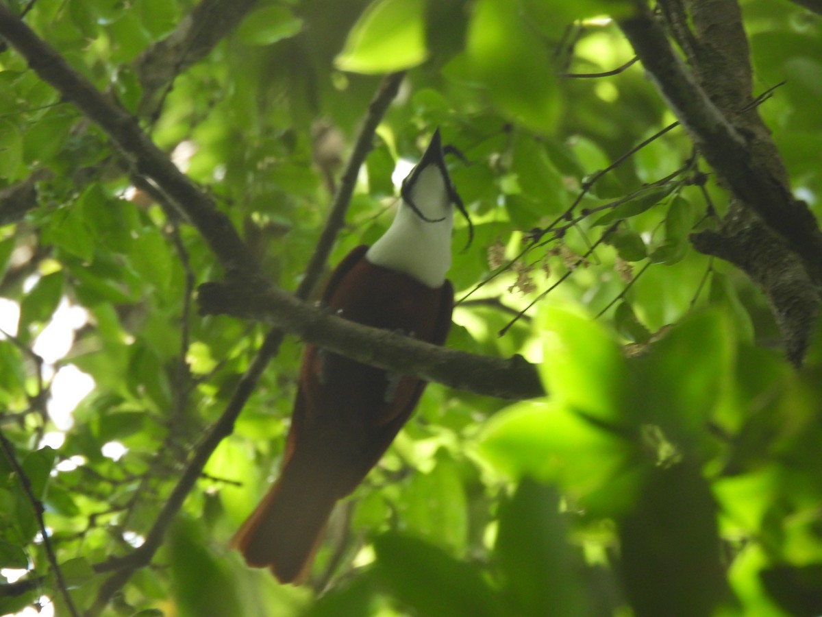 Three-wattled Bellbird - ML632290469