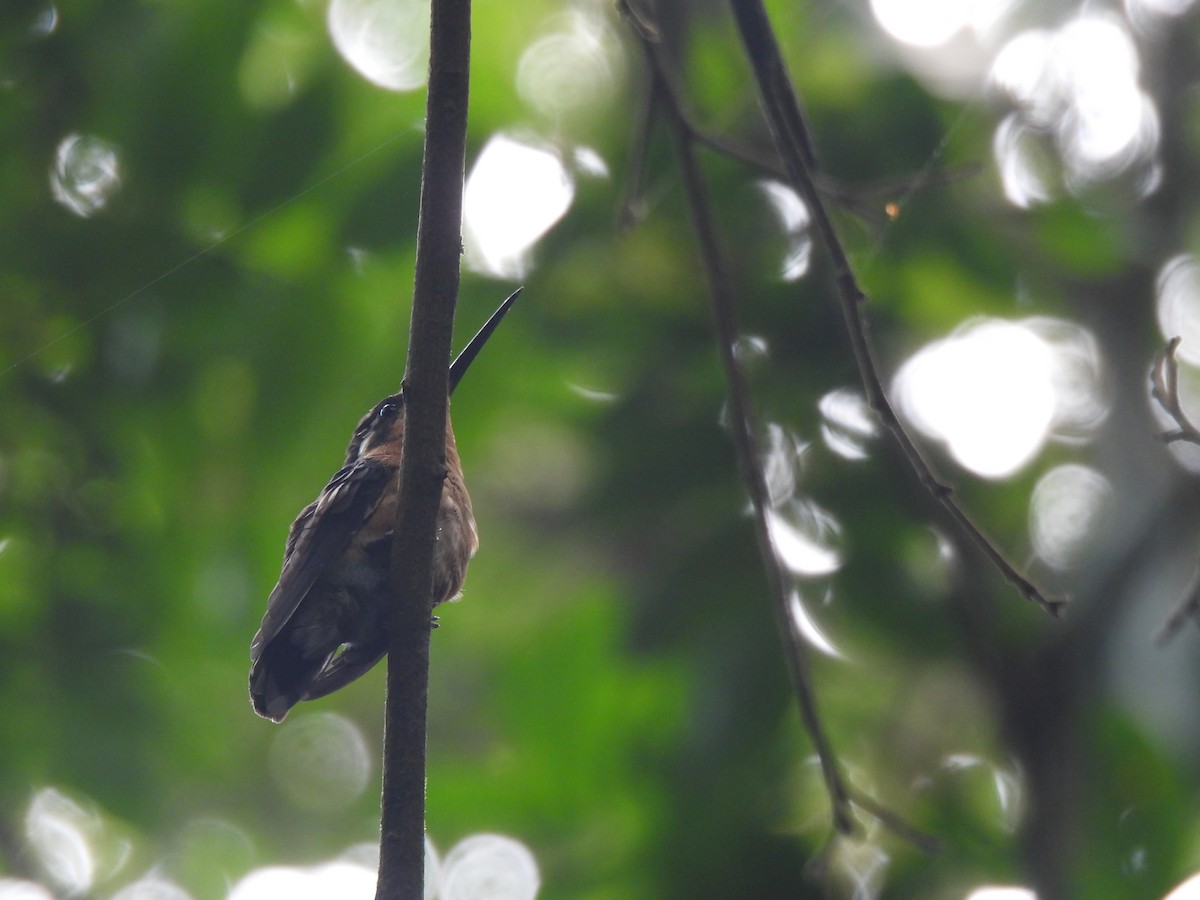 Purple-throated Mountain-gem - ML632290512