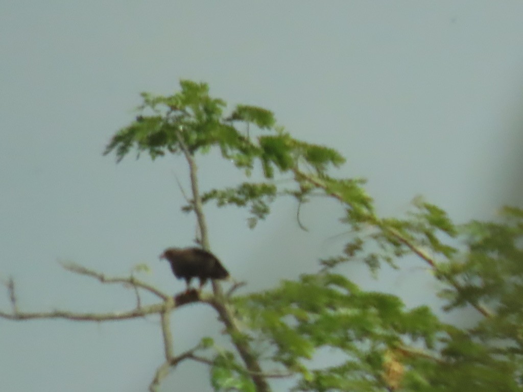 Snail Kite - ML632290672