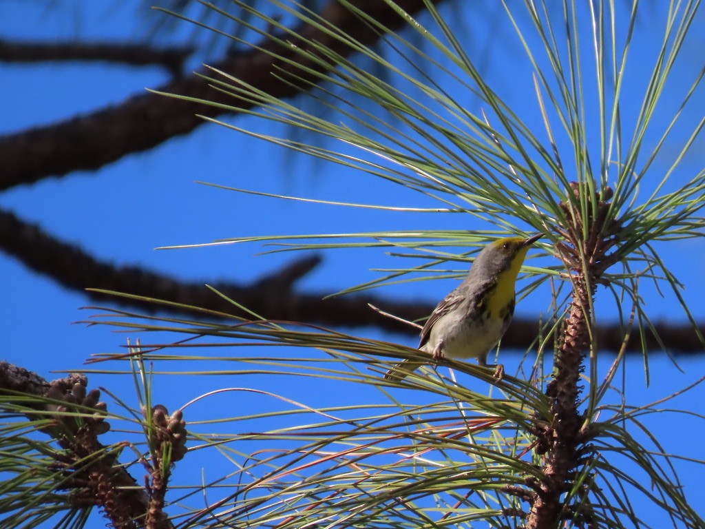 Olive-capped Warbler - ML632290687