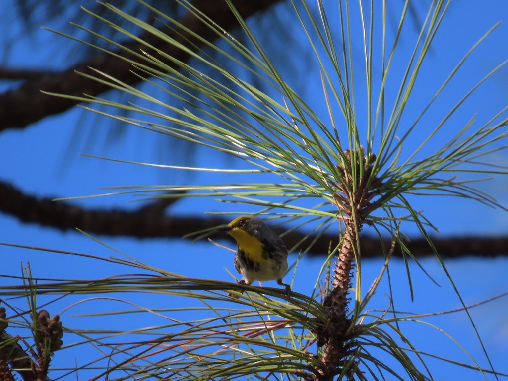 Olive-capped Warbler - ML632290689