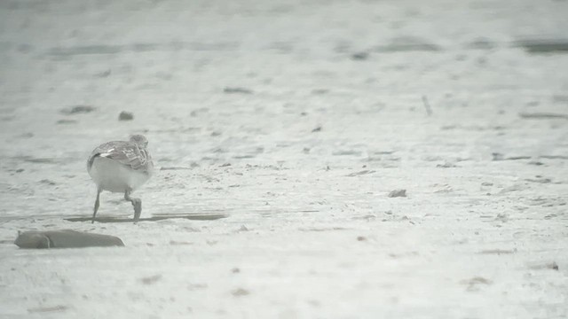 Nordmann's Greenshank - ML632290894