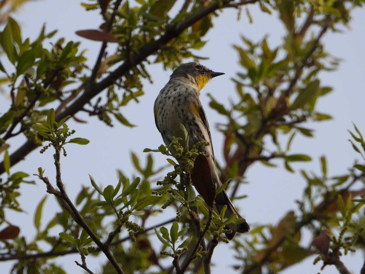 Yellow-rumped Warbler (Audubon's) - ML632290920