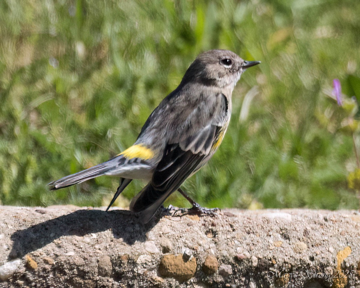 Yellow-rumped Warbler - ML632291048